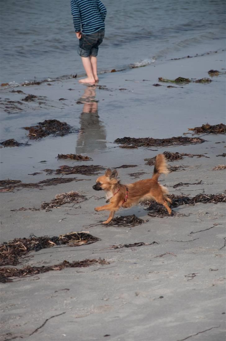 Chihuahua Signe billede 17