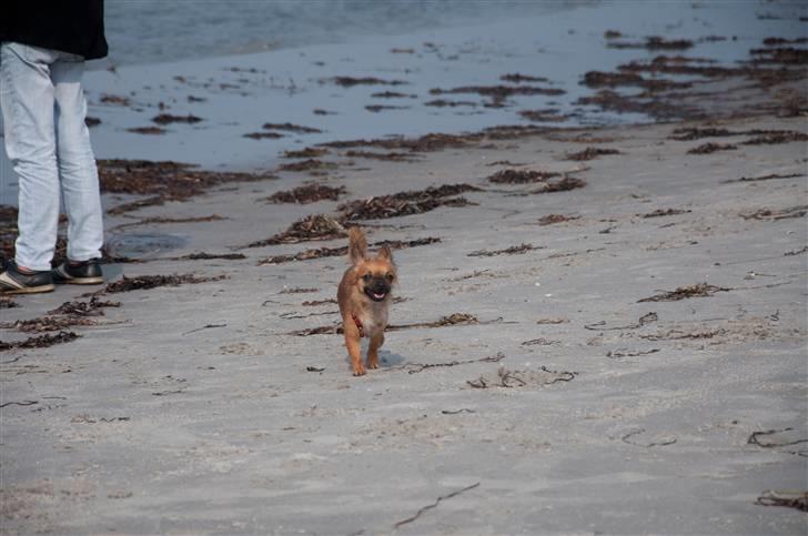 Chihuahua Signe billede 18