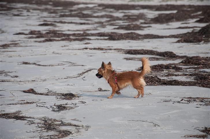 Chihuahua Signe billede 19