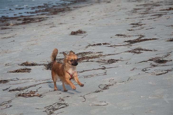 Chihuahua Signe billede 20