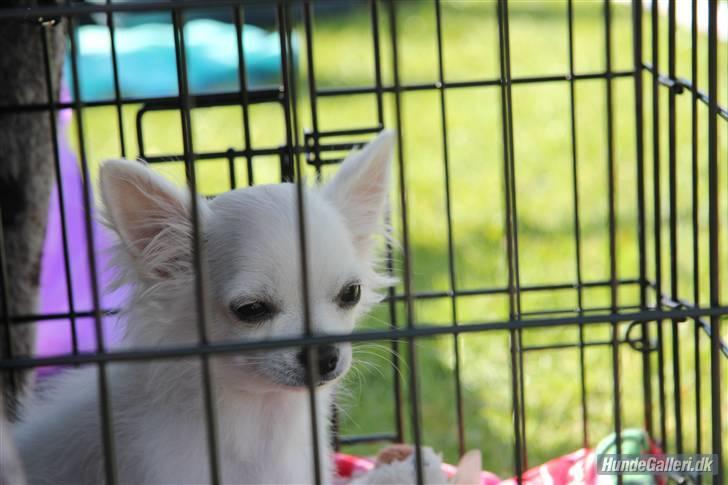 Chihuahua Miley - Miley som tilskuer til skuet i Sæby billede 11