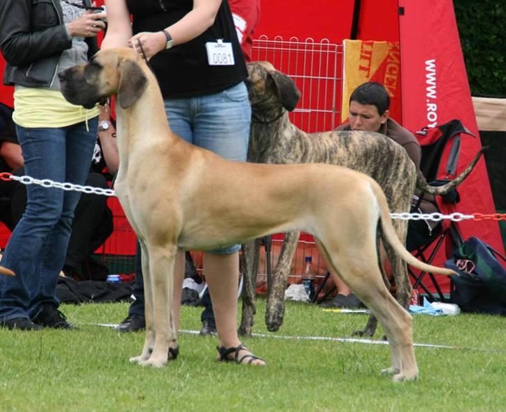 Grand danois Selmalda Too Funky *NOVA* - Til udstilling i WW-weekenden ;o) billede 1