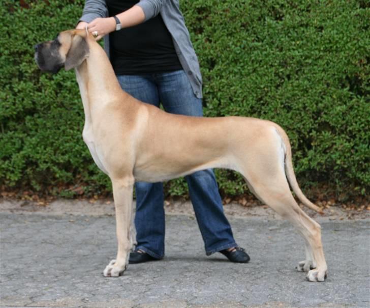 Grand danois Selmalda Too Funky *NOVA* billede 2