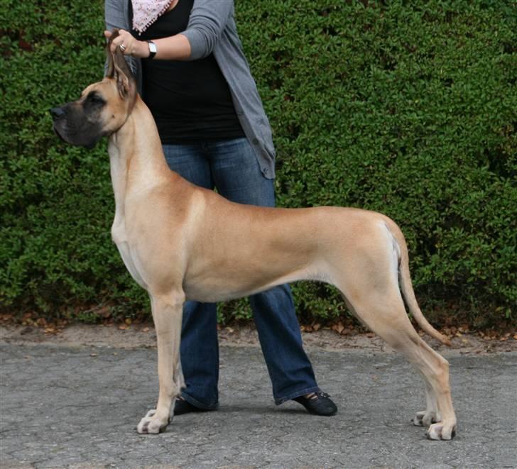 Grand danois Selmalda Too Funky *NOVA* - Knap 1½ år billede 3