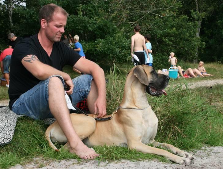 Grand danois Selmalda Too Funky *NOVA* - Holder øje med børnene der er ude at svømme billede 4