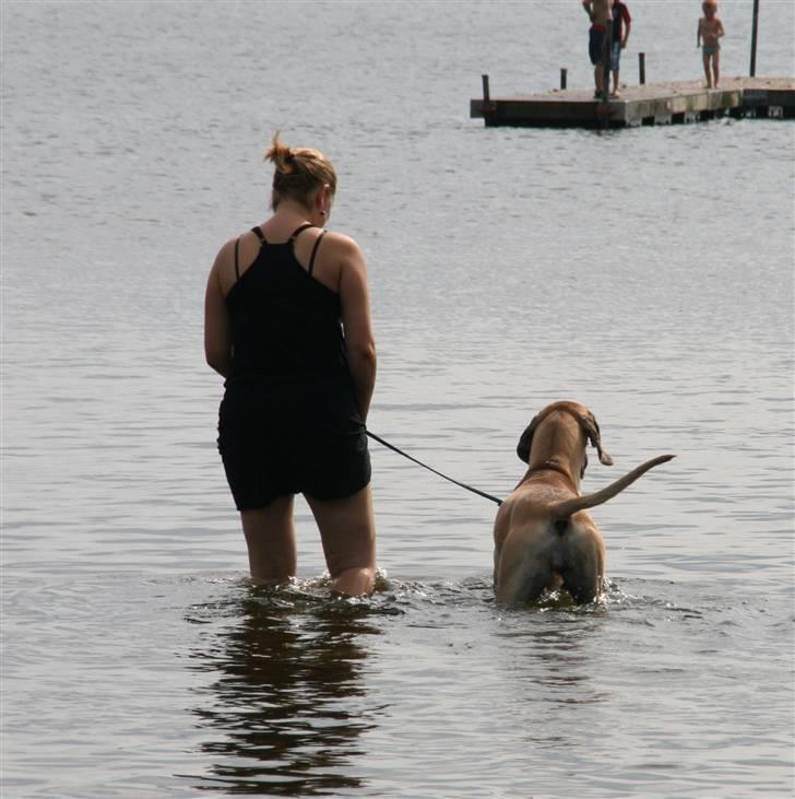 Grand danois Selmalda Too Funky *NOVA* - Novas første møde med det våde element. Klarede det SÅ fint!! billede 5