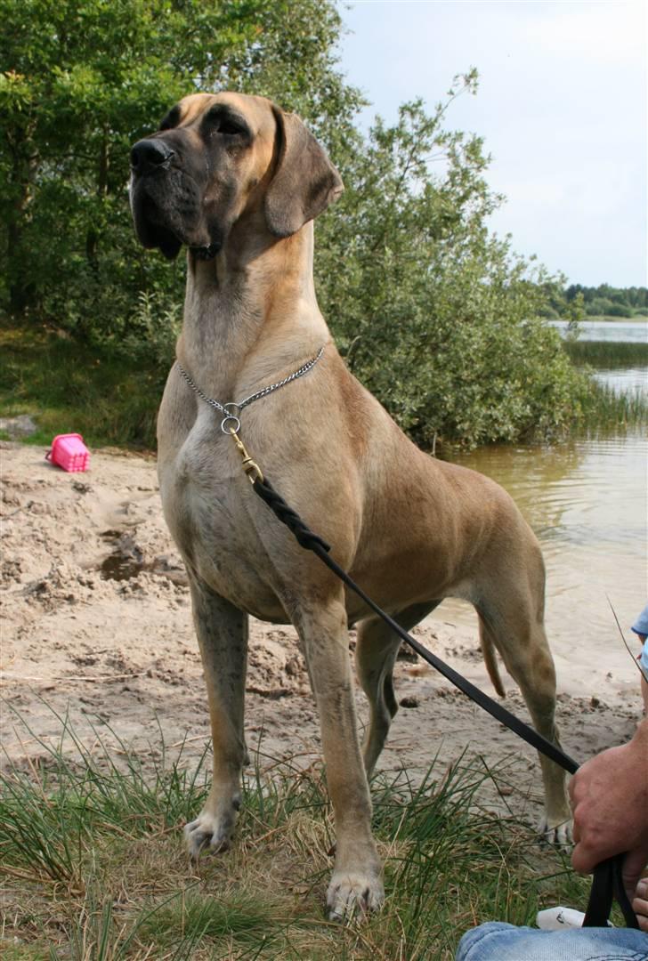 Grand danois Selmalda Too Funky *NOVA* - Tilbage på fastlandet igen...Se lidt stolt ud, ikk???  billede 6