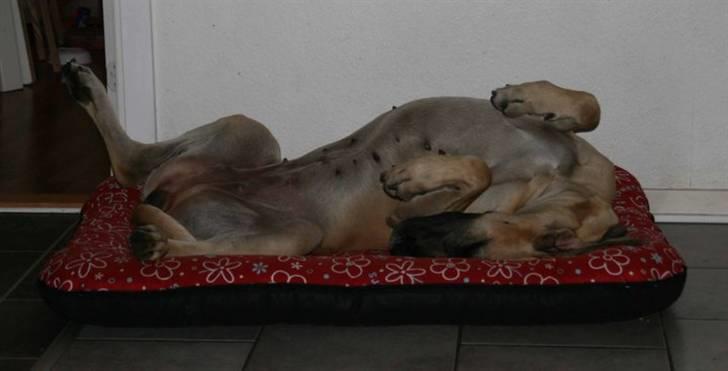 Grand danois Selmalda Too Funky *NOVA* - ZZZZzzzzzzzz...zzzzzz..zzzzzzzzz billede 7