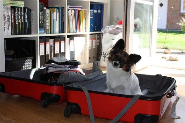 Papillon Ziva - Ziva ved absolut godt, hvad en kuffert og en taske er, og hun gør sit for at sikre sig, at hun ALTID kommer med  billede 11