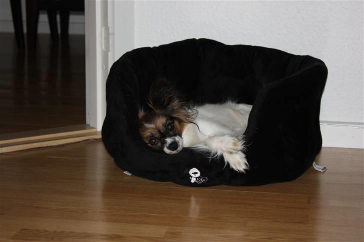 Papillon Ziva - Skøn kurv billede 12