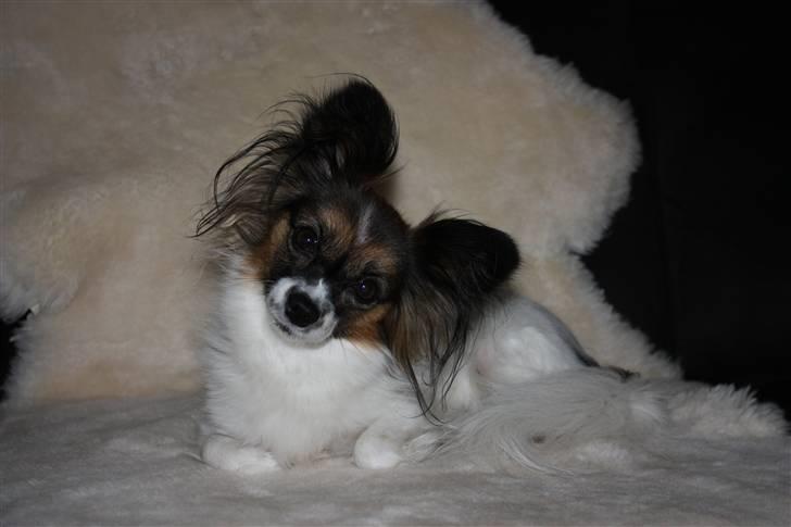 Papillon Ziva - En rigtig lille model billede 13