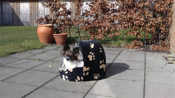 Papillon Ziva - Ud på terrassen med kurven, sole sig og hygge med sin pind - så blir det snart ikke bedre billede 14