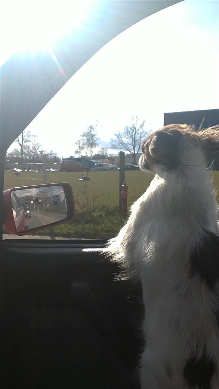 Papillon Ziva - Uhmm .. Det er bare livet at få vind i håret !! billede 15