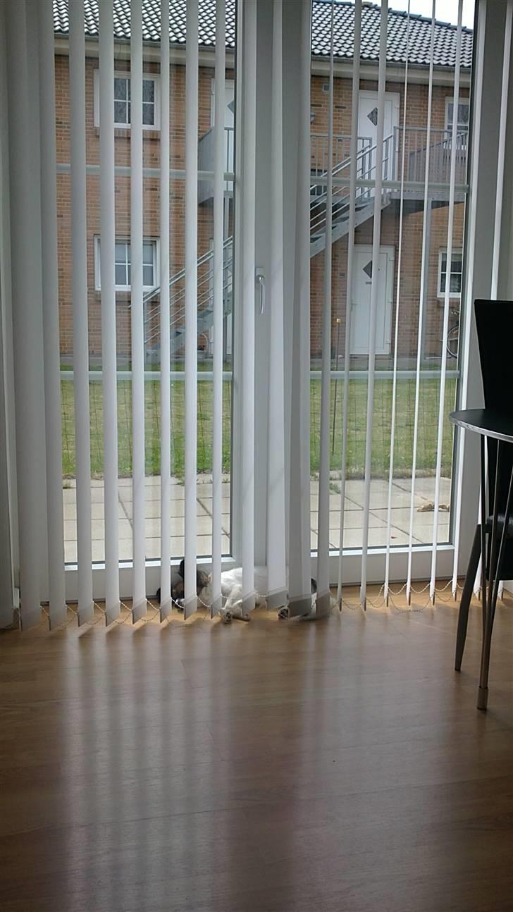 Papillon Ziva - Ziva elsker at ligge bag lamellerne og sole sig og holde øje med verden udenfor billede 16