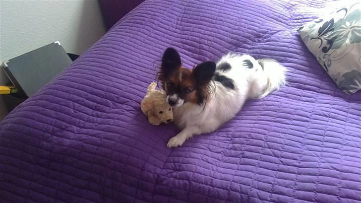 Papillon Ziva billede 17