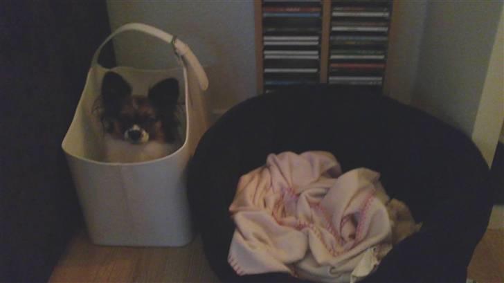 Papillon Ziva - Tosset hund :o) billede 18