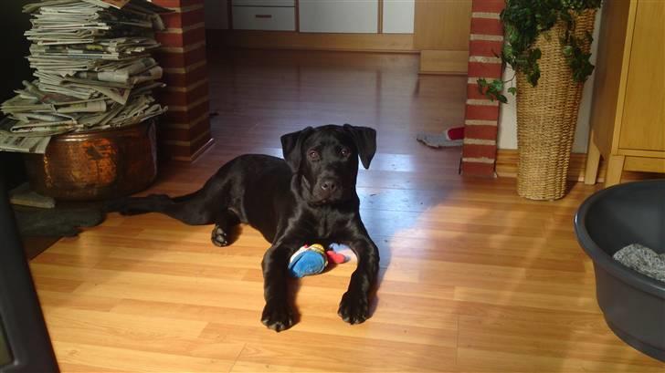 Blanding af racer Blacky billede 1