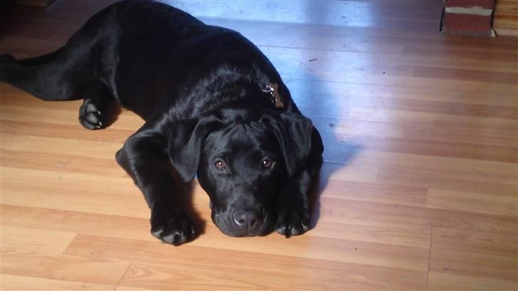 Blanding af racer Blacky billede 2