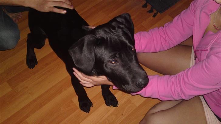 Blanding af racer Blacky - Der er han lige kommet til hans det nye hjem den 26/9-2010 billede 3