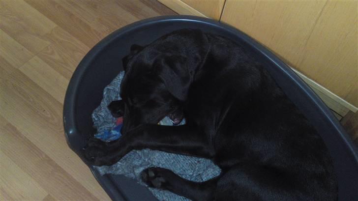 Blanding af racer Blacky billede 4