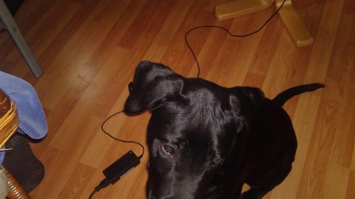 Blanding af racer Blacky billede 5