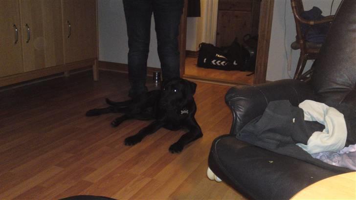 Blanding af racer Blacky billede 6