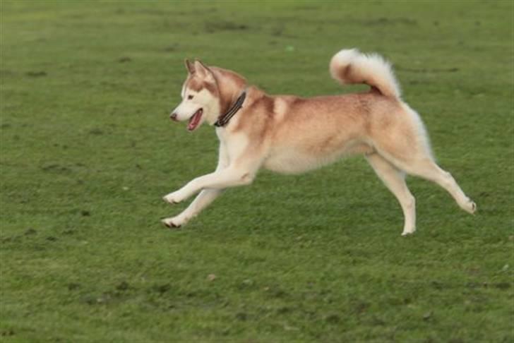 Siberian husky Aqui RIP - Fuld fart på i indkald til træning i 2010 billede 22