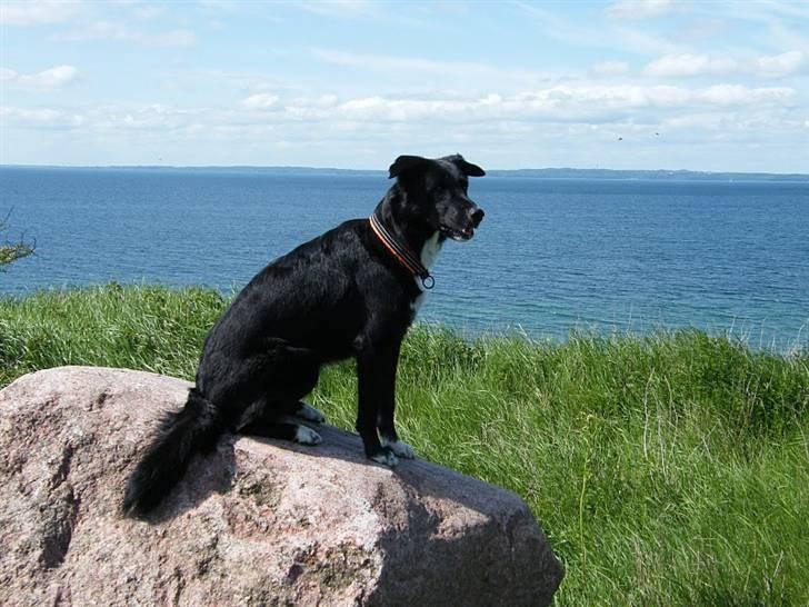 Blanding af racer Qimmit RIP - I sommerhus 2010 billede 12