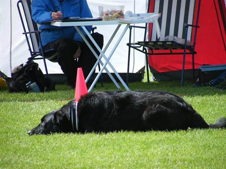 Blanding af racer Qimmit RIP - Til lydighedsprøve i 2010 billede 13