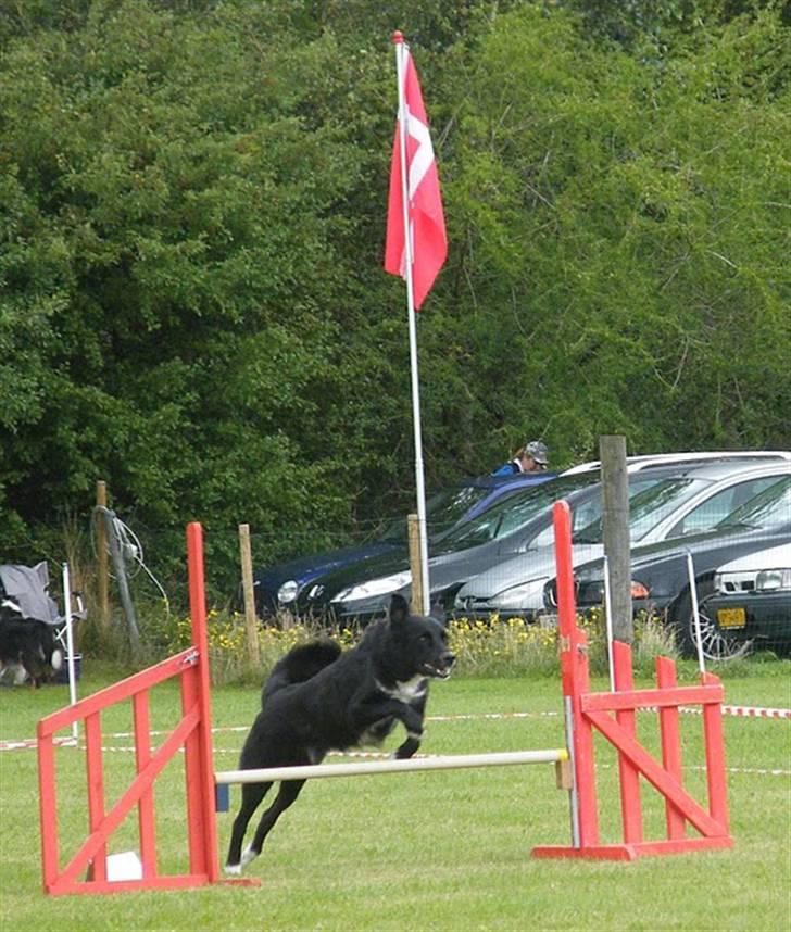 Blanding af racer Qimmit RIP - Til agilitystævne billede 14