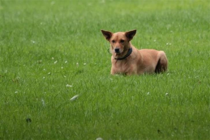 Blanding af racer Lanka RIP - Sommertræning 2010 billede 15