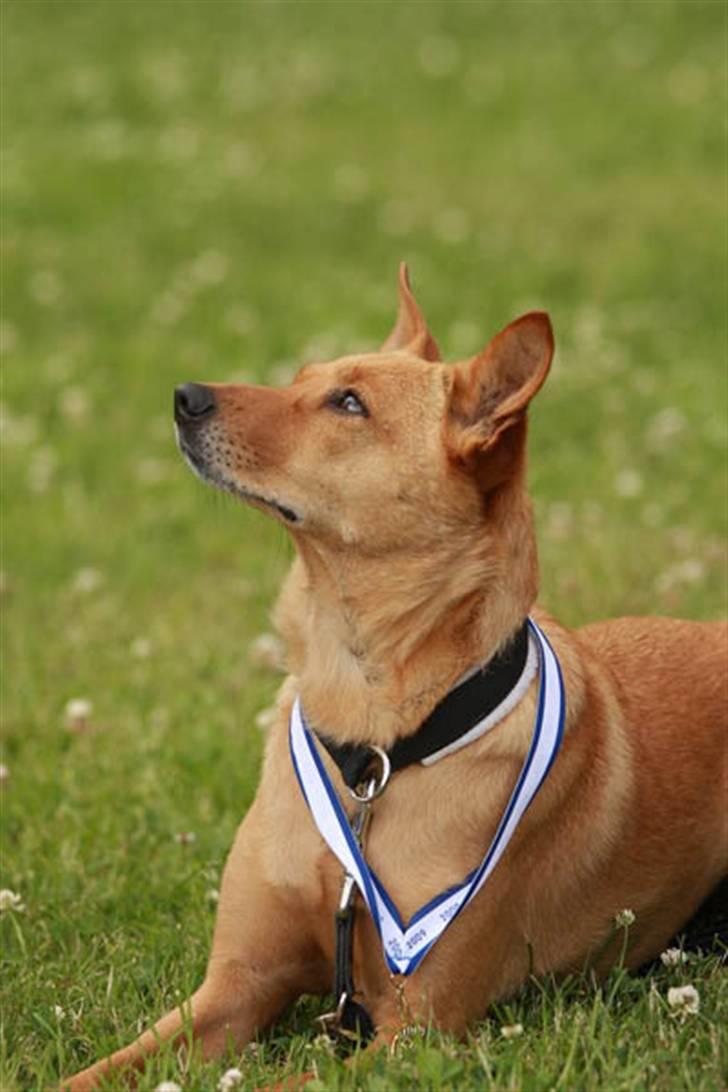 Blanding af racer Lanka RIP - Selv vildhunde kan vinde medaljer ;-) billede 16