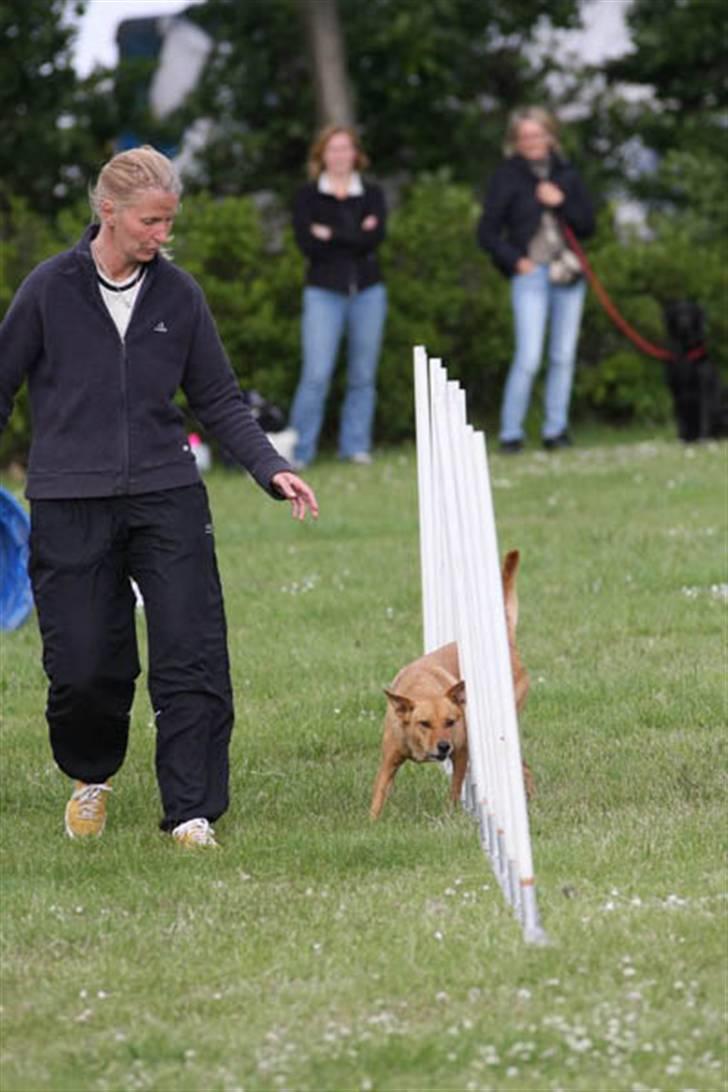 Blanding af racer Lanka RIP - Til agilityafslutning billede 17