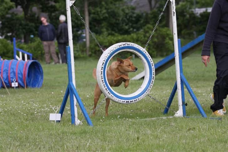 Blanding af racer Lanka RIP - Til agilityafslutning billede 18