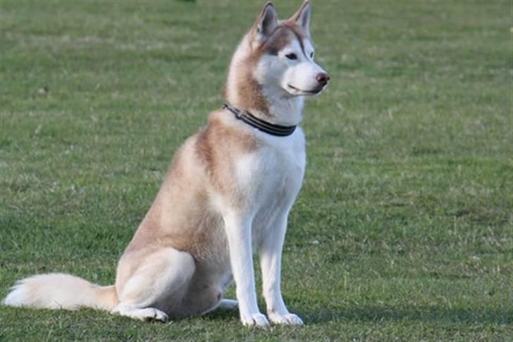 Siberian husky Aqui RIP - Fællessit til træning i 2010 billede 7