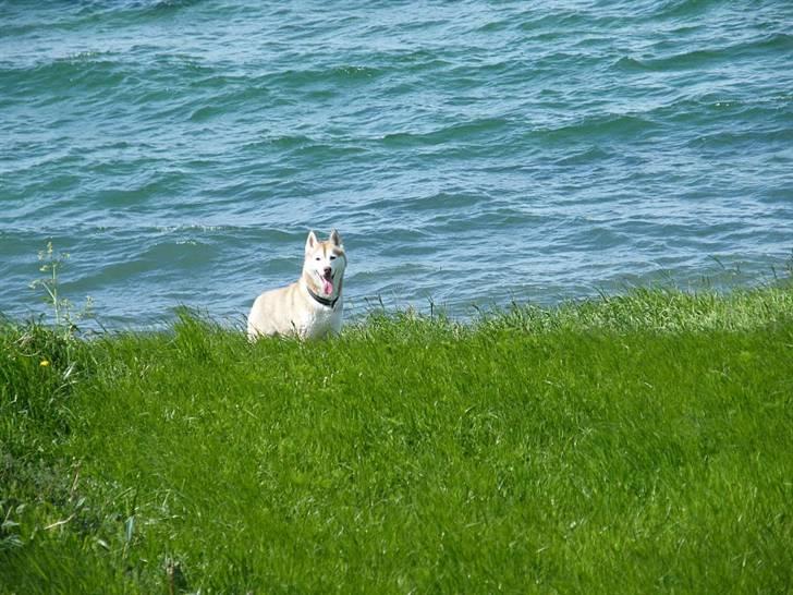 Siberian husky Aqui RIP - I sommerhus i smukke omgivelser i 2010 billede 8