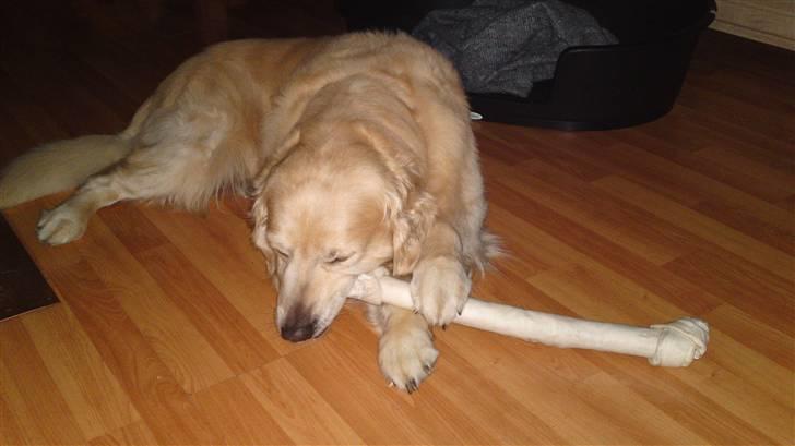 Golden retriever Snubbi (helius) - Det havde Camilla med hjem fra ferie, det er noget jeg kan bruge :) billede 1