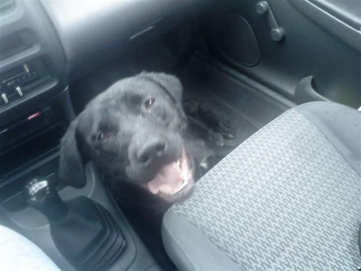 Blanding af racer Laika *R.I.P* - på vej hjem fra en strand-tur :) billede 1