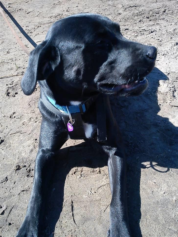 Blanding af racer Laika *R.I.P* - nyder lige solen her ved søen . . billede 2