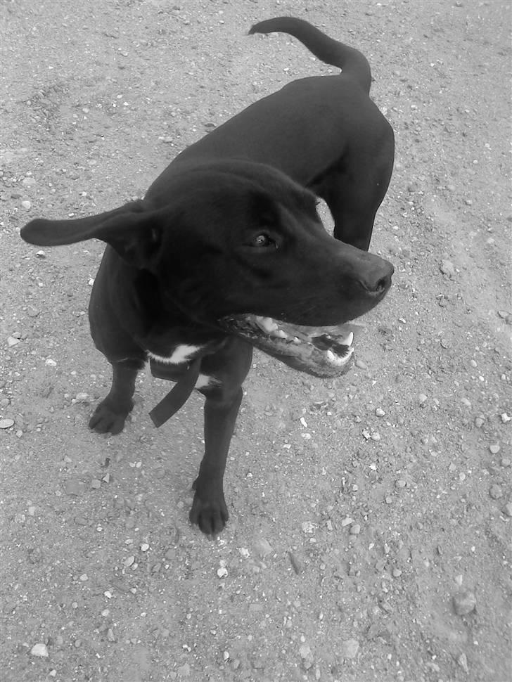 Blanding af racer Laika *R.I.P* - I regn og blæst, ved strand i vest :) billede 3