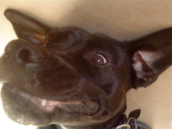 Blanding af racer Laika *R.I.P* - legesyg! her har minne mennesker tirret mig helt vildt, og nu er jeg helt overskruet og klar! billede 4