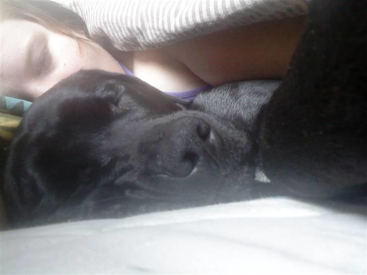 Blanding af racer Laika *R.I.P* - putter med mor :) billede 5