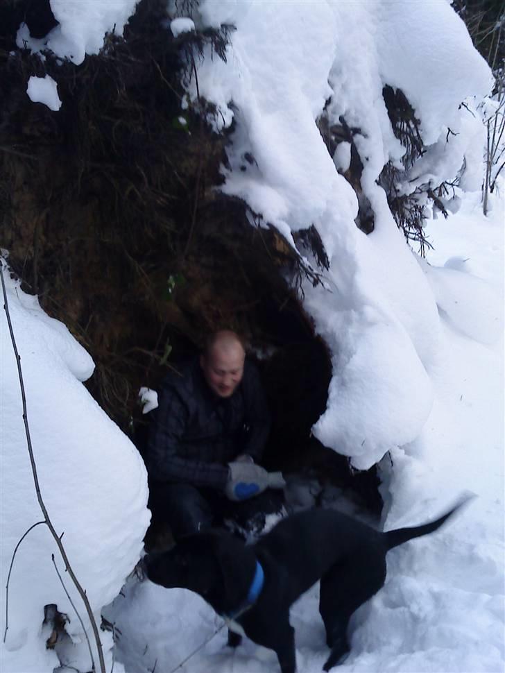 Blanding af racer Laika *R.I.P* - med far i sneen, under en væltet gran. billede 6