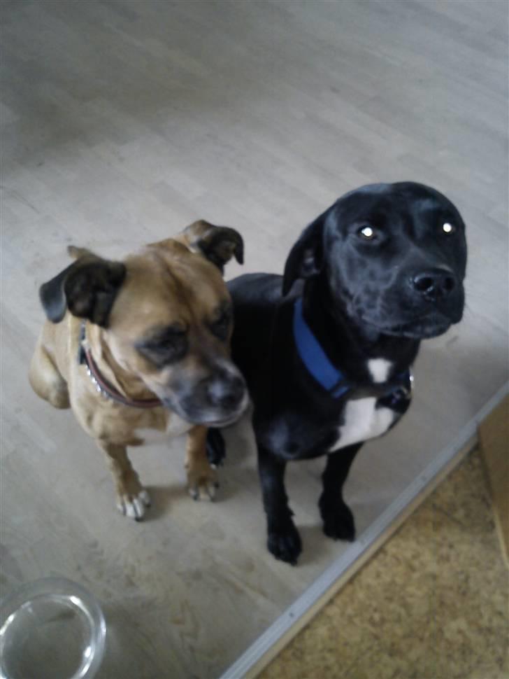 Blanding af racer Laika *R.I.P* - mig og min goe veninde troja, her tigger vi en snack.. billede 7