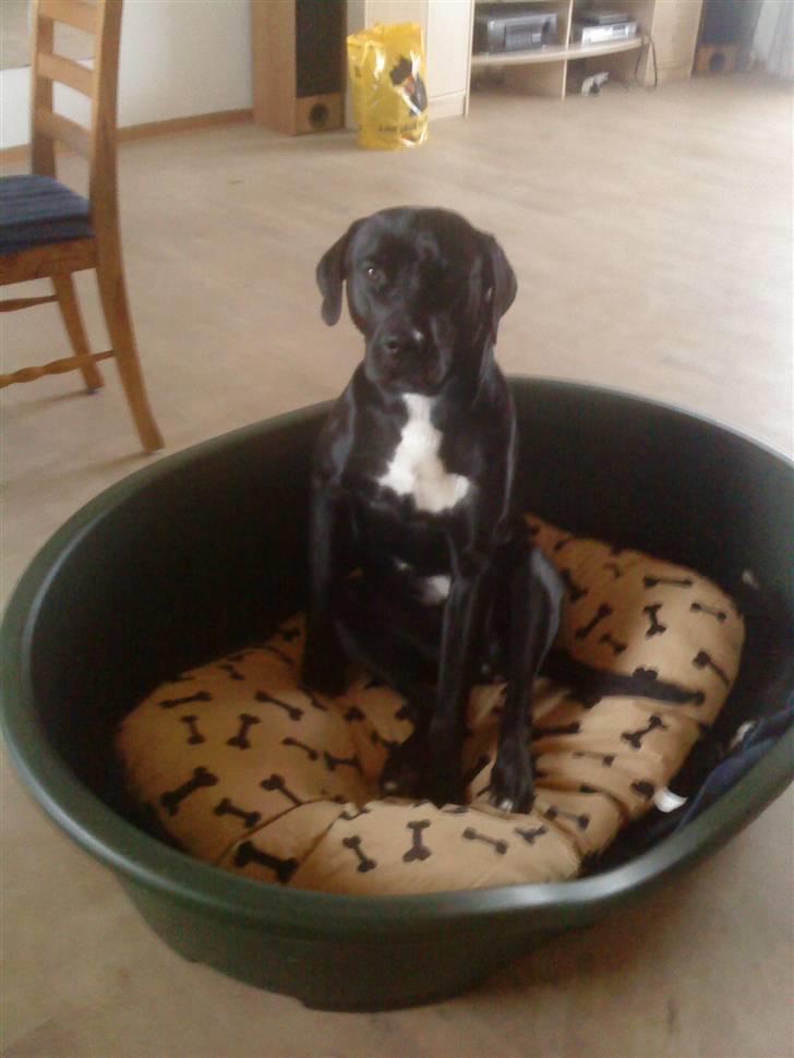 Blanding af racer Laika *R.I.P* - afprøver lige den nye kæmpe kurv! billede 8