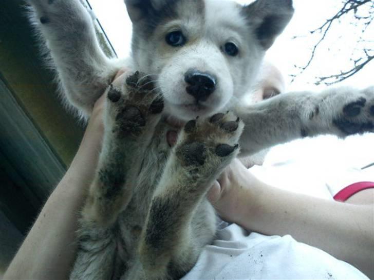 Grønlandshund Tina - halløj! her er jeg ca 4 uger . billede 1