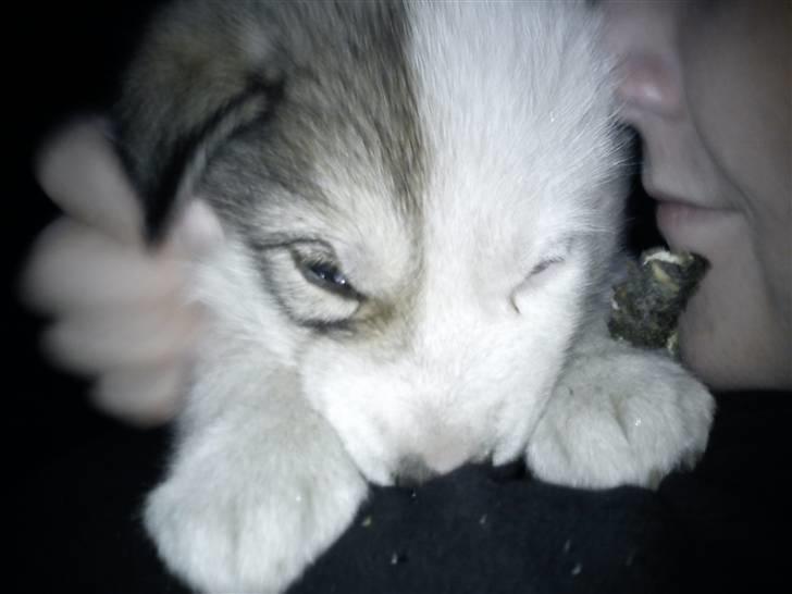 Grønlandshund Tina - 5 uger billede 2