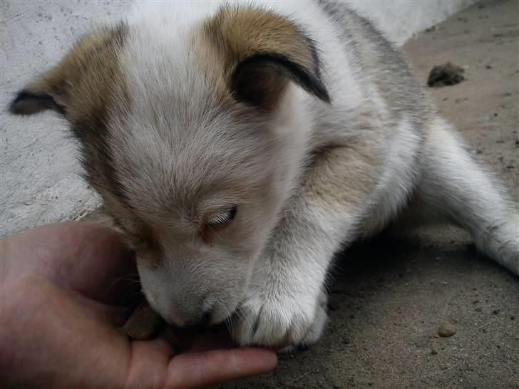 Grønlandshund Tina - elsker bare hånd-fodring!  billede 3