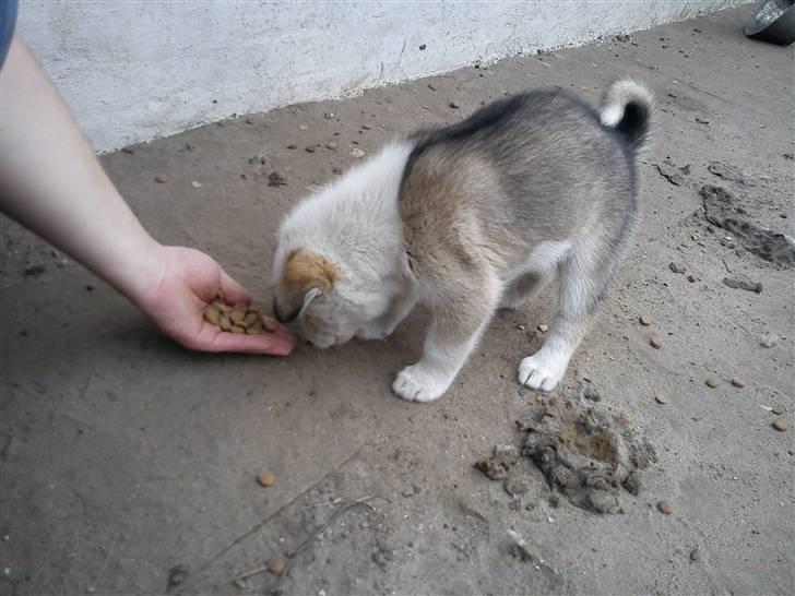 Grønlandshund Tina - krølle på min lille hale :) billede 4
