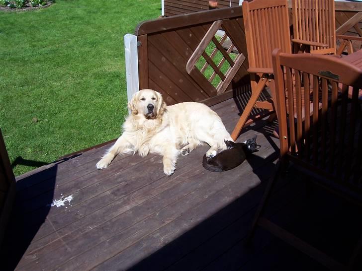 Golden retriever Snubbi (helius) billede 2